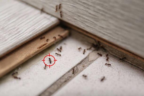 Professional Pest Control in Corning, IA