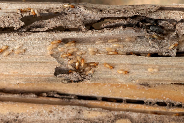 Wildlife Control Services in Corning, IA