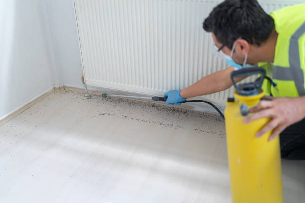 Best Flea Control Services  in Corning, IA