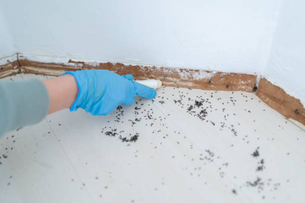 Best Mosquito Control Services  in Corning, IA